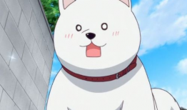 笨狗动漫,萌宠乐园里的欢乐时光